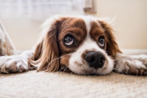https://pixabay.com/photos/dog-sad-waiting-floor-sad-dog-pet-2785074/